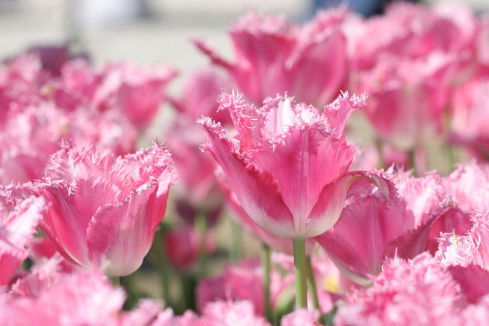 Tulipes a Morges 2007 - 035